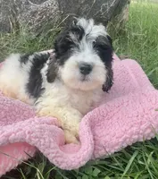 Poppy, a female Miniature Bernedoodle for sale in Camden, MI – 2 of 7
