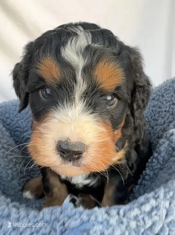 Burt – Bernedoodle puppy for sale in Camden, MI