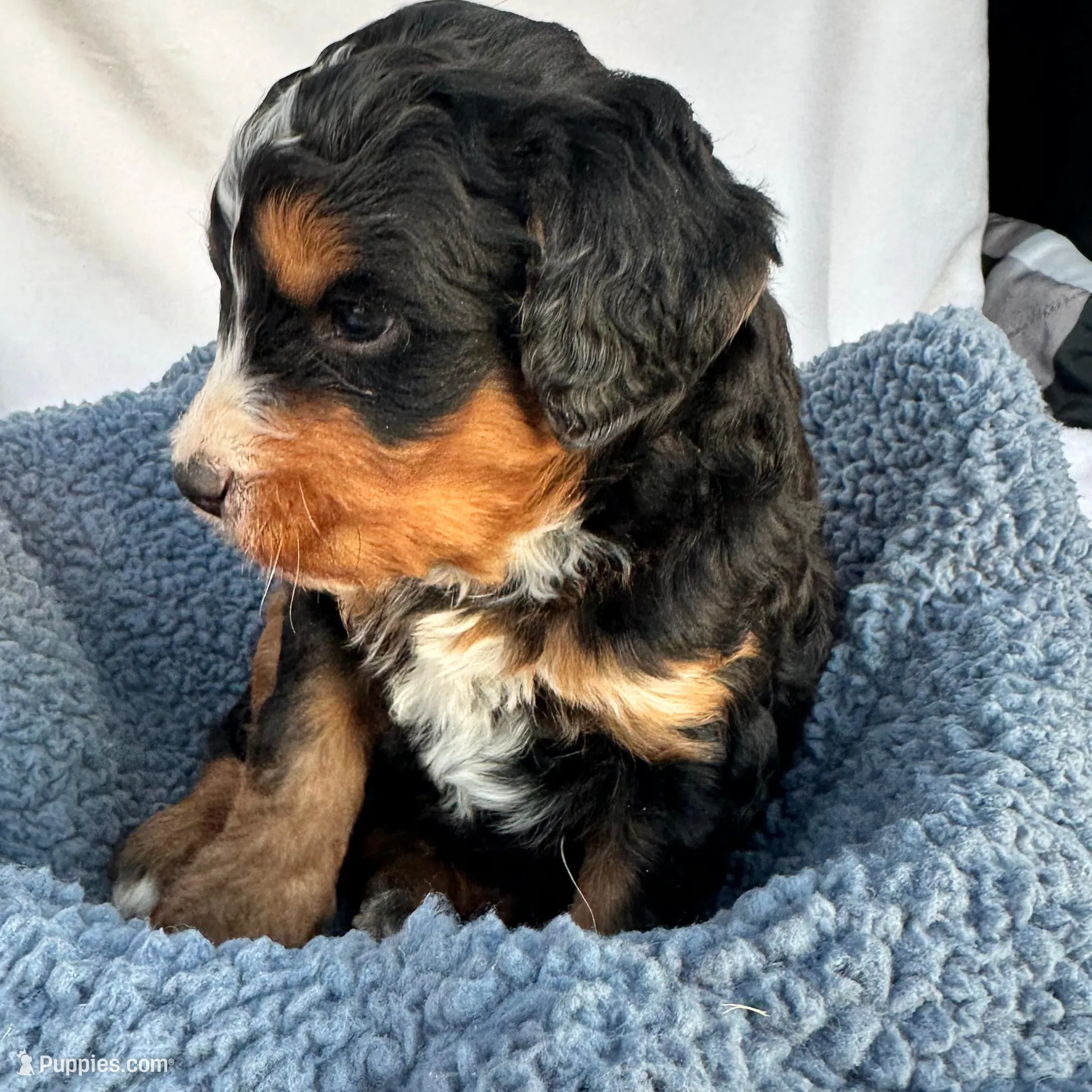 Burt, a male Bernedoodle for sale in Camden, MI – Photo 5 of 6