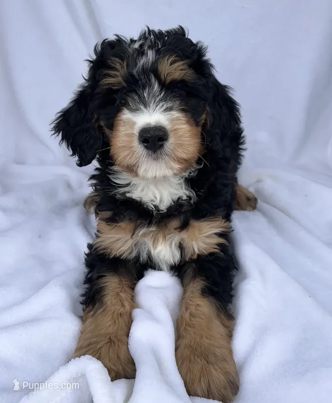 Burt – Bernedoodle puppy for sale in Camden, MI