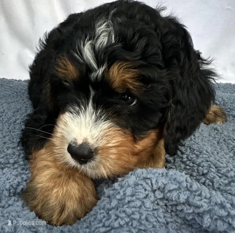 Burt – Bernedoodle puppy for sale in Camden, MI