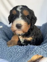 Burt, a male Bernedoodle for sale in Camden, MI – Photo 2 of 6