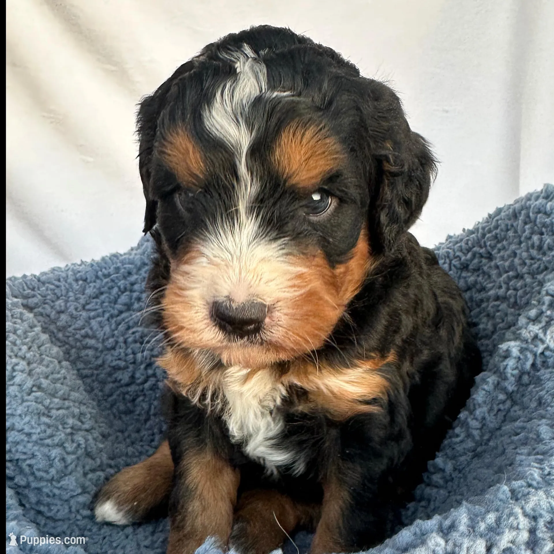 Burt, a male Bernedoodle for sale in Camden, MI – Photo 6 of 6