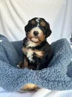 Burt, a male Bernedoodle for sale in Camden, MI – Photo 3 of 6