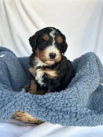 Burt, a male Bernedoodle for sale in Camden, MI – Photo 4 of 6