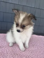 Cookie, a female Pomeranian for sale in Camden, MI – 4 of 6