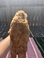 Dolly, a female Miniature Goldendoodle for sale in Camden, MI – 6 of 6