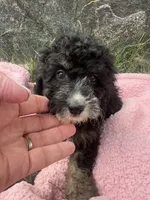 Millie, a female Miniature Bernedoodle for sale in Camden, MI – 2 of 6