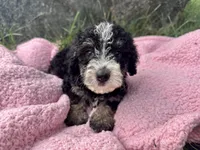 Mabel, a female Miniature Bernedoodle for sale in Camden, MI – 3 of 6