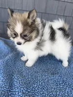 Graham , a male Pomeranian for sale in Camden, MI – 2 of 5