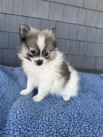 Biscuit , a male Pomeranian for sale in Camden, MI – 3 of 6