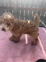Reba, a female Miniature Goldendoodle for sale in Camden, MI – 3 of 6