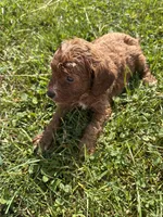 Maeve , a female Cavapoo for sale in Camden, MI – 3 of 4