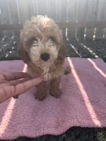 Reba, a female Miniature Goldendoodle for sale in Camden, MI – 6 of 6