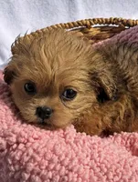 Queenie, a female Shih Tzu for sale in Camden, MI – 2 of 4