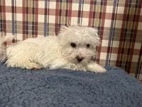 processed/88fc1665-bc80-42e6-bb21-294a76eef7ee/listing/6cacaf83-6a50-4c5e-bfed-35c4d120bb36/6fbc3977-4ece-4d06-b6d2-c5ba132d28ce