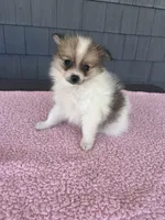 Cookie, a female Pomeranian for sale in Camden, MI – 3 of 6