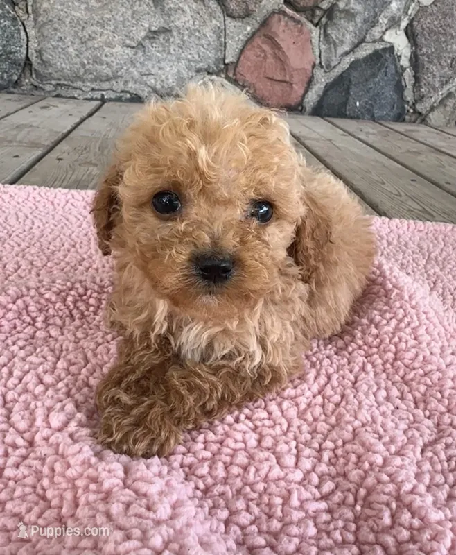 Temple – Poodle - Miniature  puppy for sale in Camden, MI