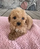 Temple, a female Poodle - Miniature  for sale in Camden, MI – 1 of 6