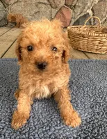 Mo  (Mojito), a male Poodle - Miniature  for sale in Camden, MI – 4 of 5