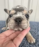 Biggie - AKC, a male French Bulldog for sale in Camden, MI – 4 of 5