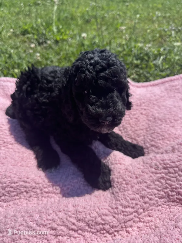 Bess, a female Bernedoodle for sale in Camden, MI – 1 of 9