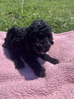 Bess, a female Bernedoodle for sale in Camden, MI – 1 of 9