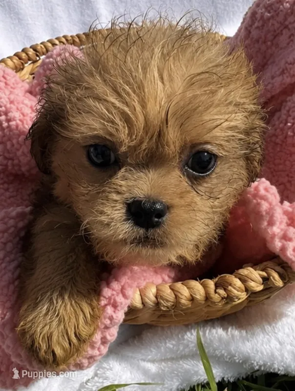 Queenie – Shih Tzu puppy for sale in Camden, MI