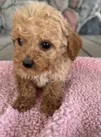 Temple, a female Poodle - Miniature  for sale in Camden, MI – 3 of 6
