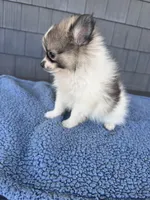 Biscuit , a male Pomeranian for sale in Camden, MI – 4 of 6