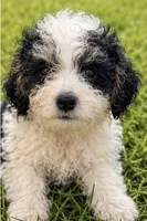 Dock , a male Miniature Bernedoodle for sale in Camden, MI – 1 of 4