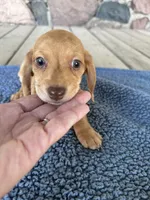 Becket (AKC), a male Miniature Dachshund for sale in Camden, MI – 2 of 4