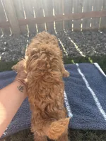 Cash, a male Miniature Goldendoodle for sale in Camden, MI – 4 of 5