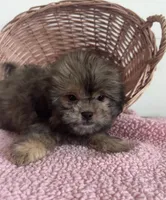 Jill , a female Shihpoo for sale in Camden, MI – 3 of 6