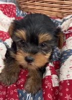 Libby, a female Yorkshire Terrier for sale in Camden, MI – 3 of 5