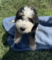 Willie, a male Miniature Bernedoodle for sale in Camden, MI – 3 of 5
