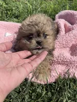 Daisy , a female Shihpoo for sale in Camden, MI – 2 of 8