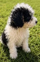 Dock , a male Miniature Bernedoodle for sale in Camden, MI – 3 of 4