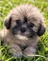 King, a male Shih Tzu for sale in Camden, MI – 5 of 6