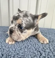 Biggie - AKC, a male French Bulldog for sale in Camden, MI – 2 of 5