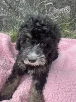 Millie, a female Miniature Bernedoodle for sale in Camden, MI – 3 of 6