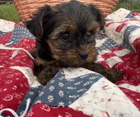 Chief, a male Yorkshire Terrier for sale in Camden, MI – 3 of 4