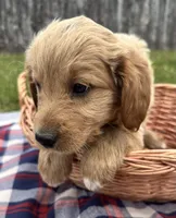 Winston, a male Miniature Goldendoodle for sale in Camden, MI – 3 of 4
