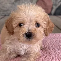 Rose, a female Poodle - Miniature  for sale in Camden, MI – 1 of 4