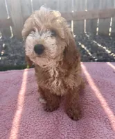 Reba, a female Miniature Goldendoodle for sale in Camden, MI – 2 of 6