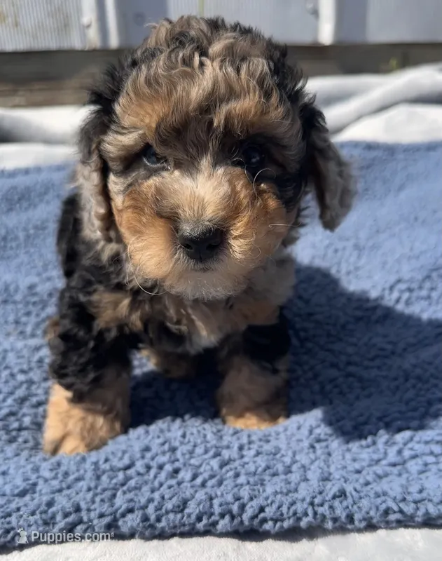 Duke – Yorkipoo puppy for sale in Camden, MI