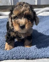 Duke, a male Yorkipoo for sale in Camden, MI – 1 of 6