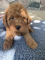 Charlie, a male Miniature Goldendoodle for sale in Camden, MI – 6 of 6