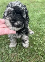 Gloria , a female Miniature Bernedoodle for sale in Camden, MI – 3 of 8