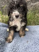 Winston , a male Miniature Bernedoodle for sale in Camden, MI – 4 of 8
